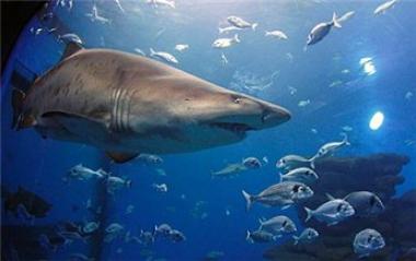 بولندي قضى 40 ساعة يصارع سمك القرش في البحر الاحمر