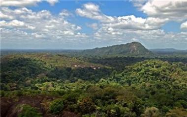 دراسة استغرقت 10 أعوام: غابة الأمازون تضم 390 بليون شجرة