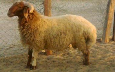 كويتي يبيع خروفاً بمليون ريال شرق السعودية 