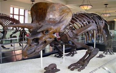 علماء الآثار يكتشفون ذيل ديناصور في المكسيك