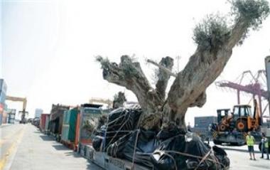 نقل 58 شجرة زيتون عمرها 1400 عام من أوروبا إلى دبي