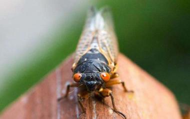 حشرات محشورة تحت الأرض تستعد للانطلاق بالملايين
